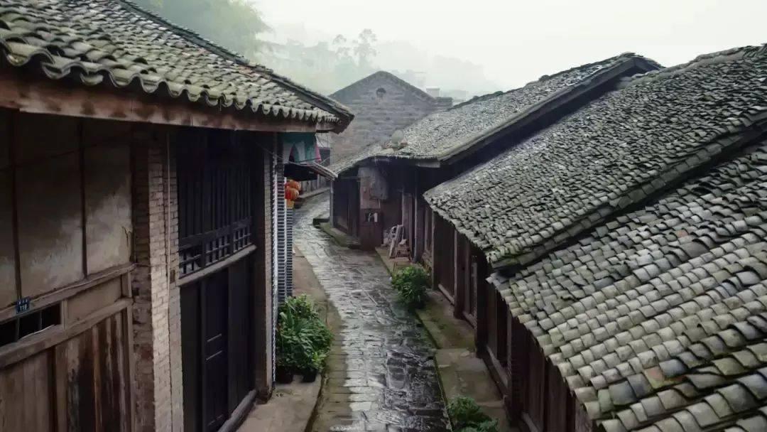 救援袋鼬